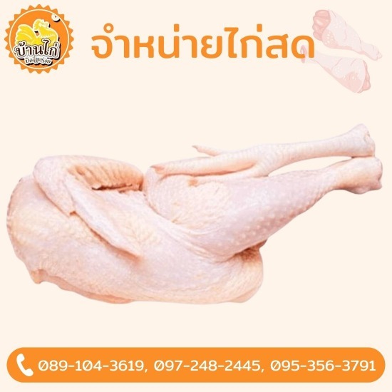 โรงงานเนื้อไก่ ราคาส่ง โรงงานเนื้อไก่ ราคาส่ง
